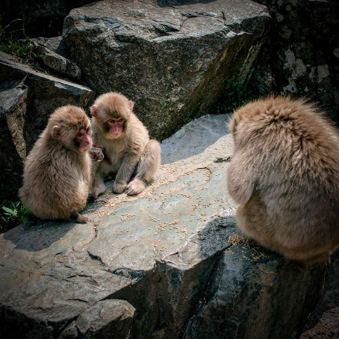 Snow Monkeys