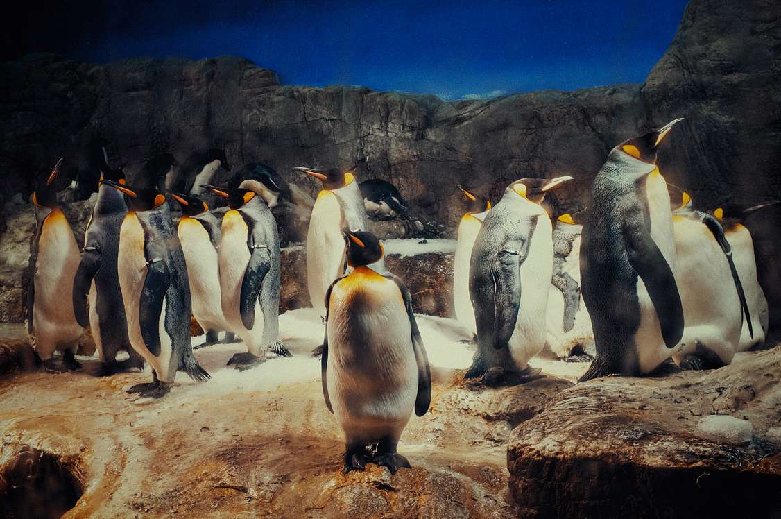 Penguins