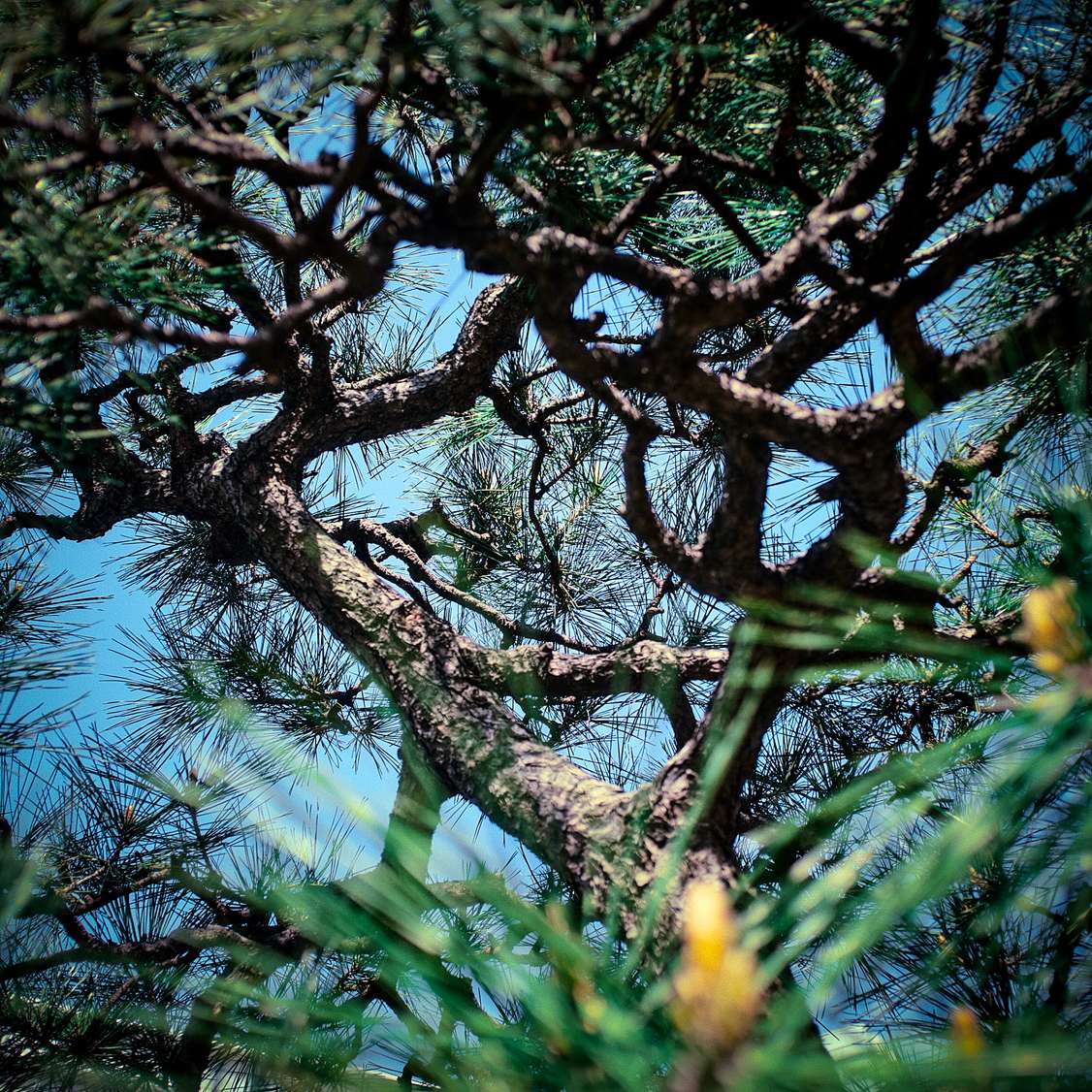Tokyo tree